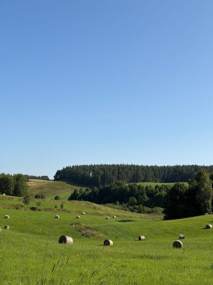 Polskie winnice